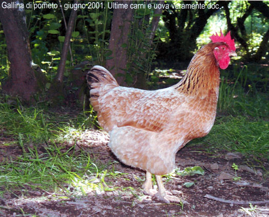 2001-gallina-di-pometo.jpg