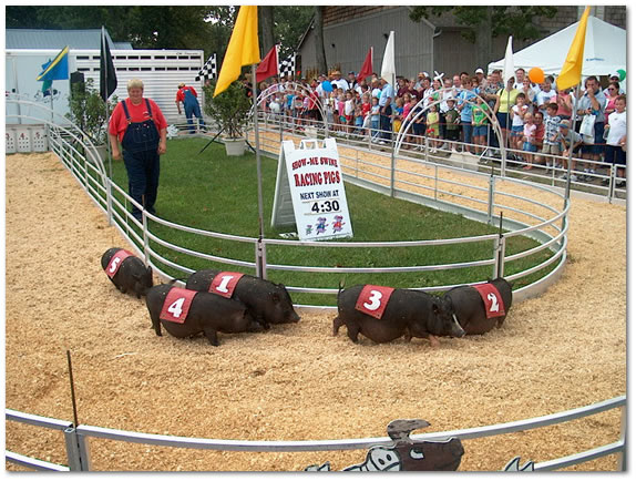 fair-pig-race.jpg